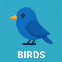 birds birds